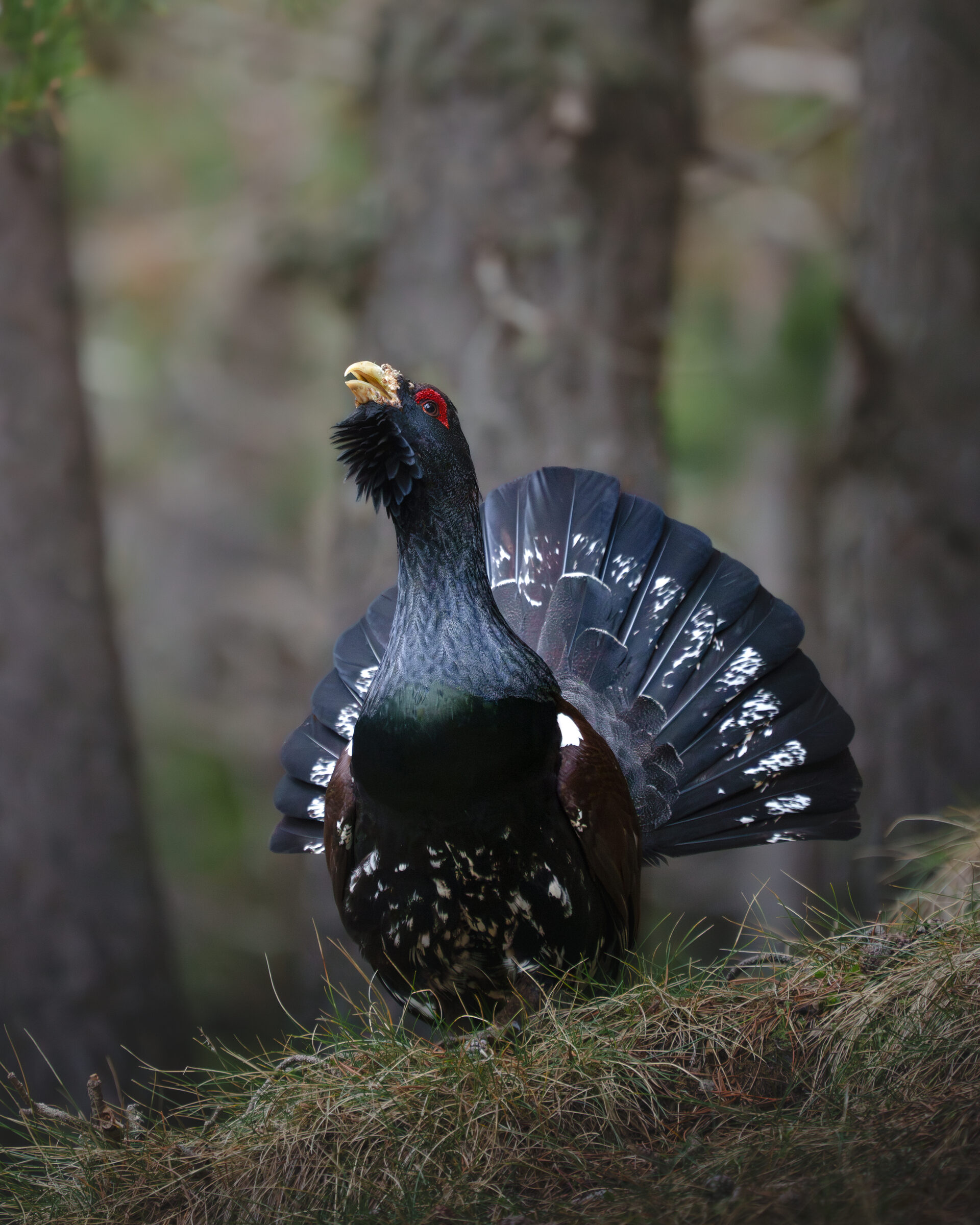 Western Capercaillie