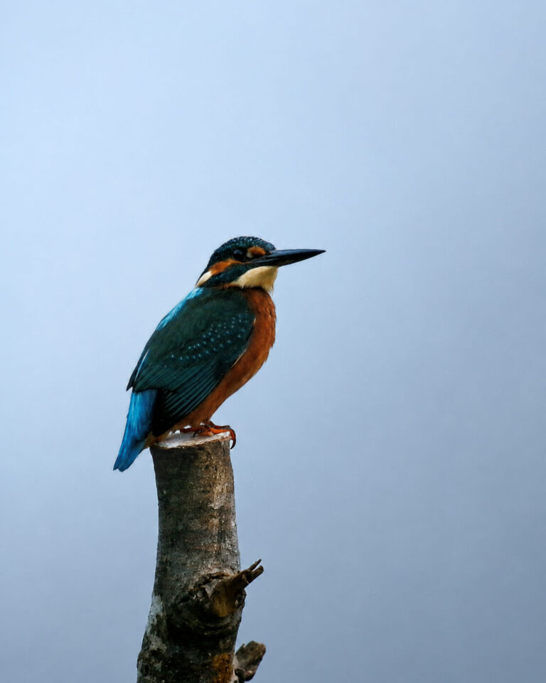 Common Kingfisher