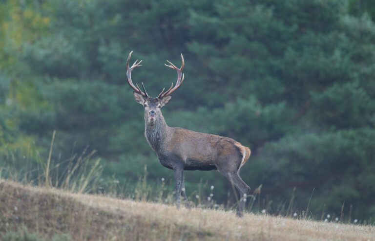 Western Red Deer