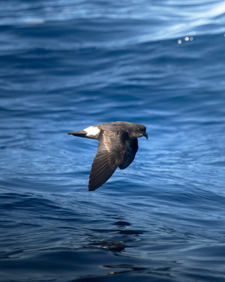 European Storm Petrel