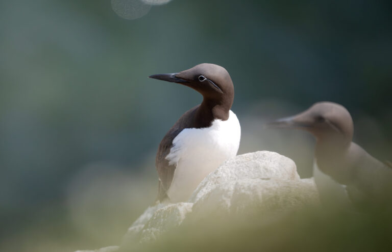 Common Murre