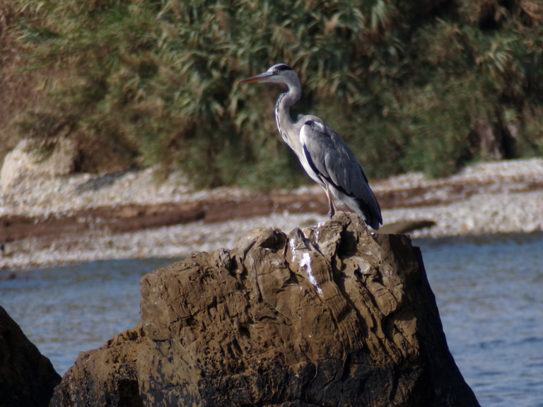 Grey Heron