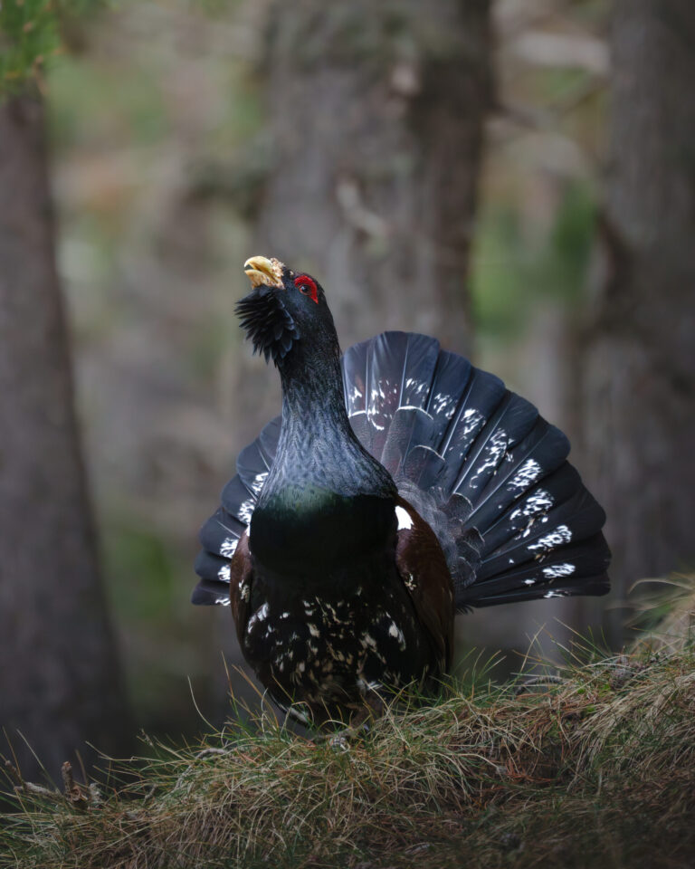 Western Capercaillie