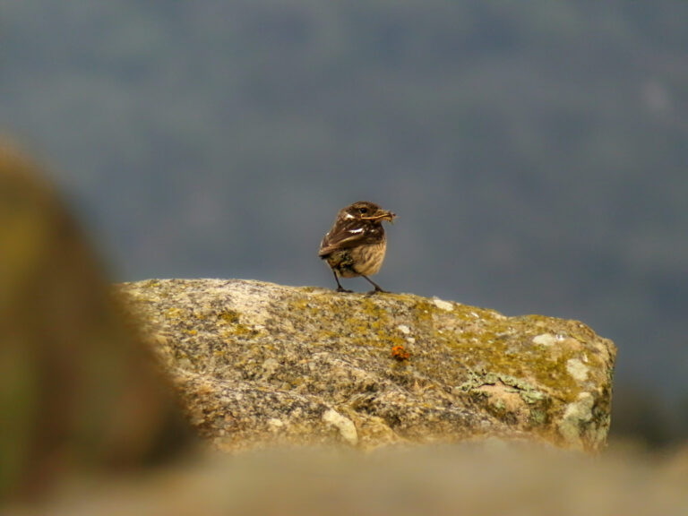 Tarabilla Europea