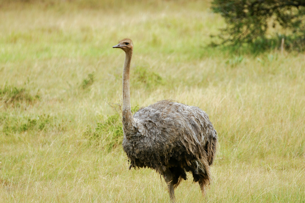 Common Ostrich