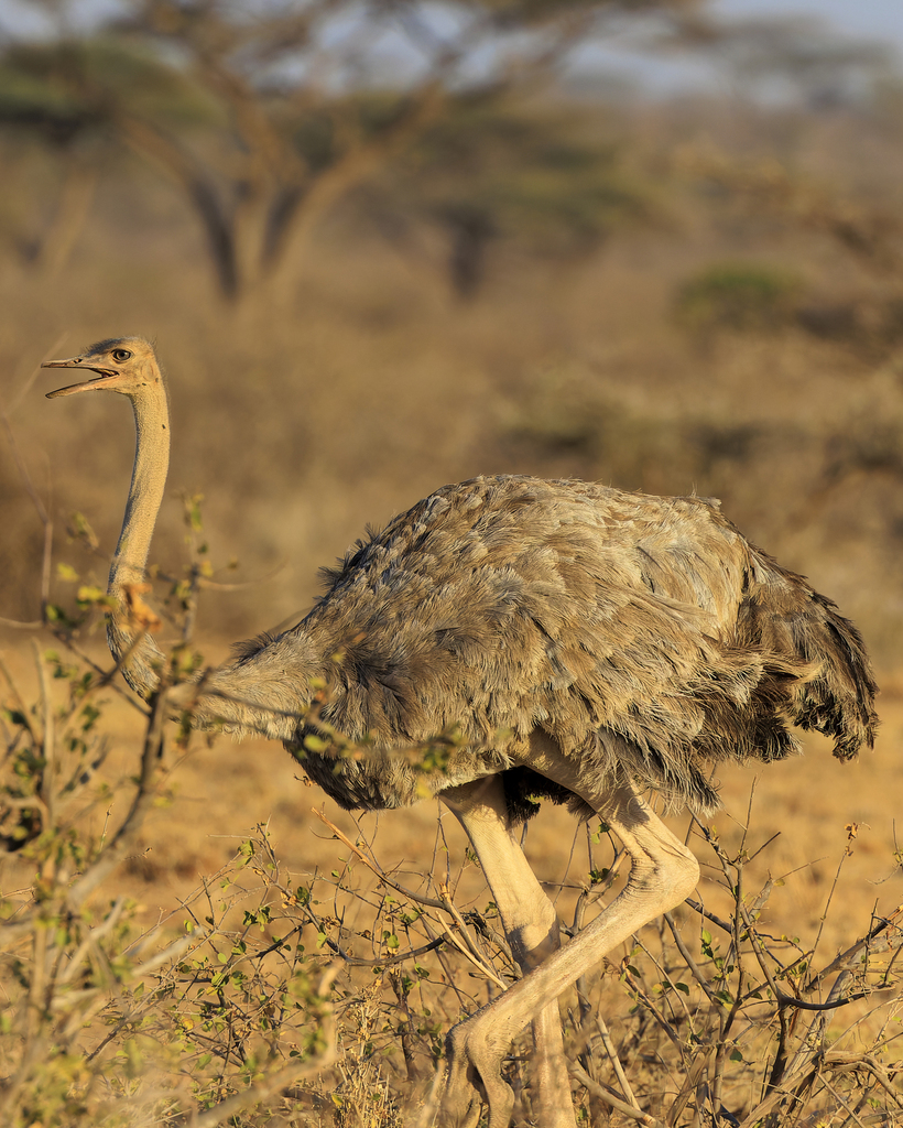 Somali Ostrich