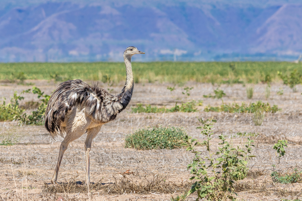 Greater Rhea