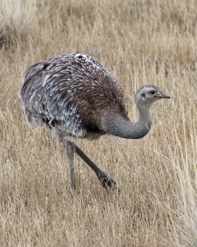 Lesser Rhea