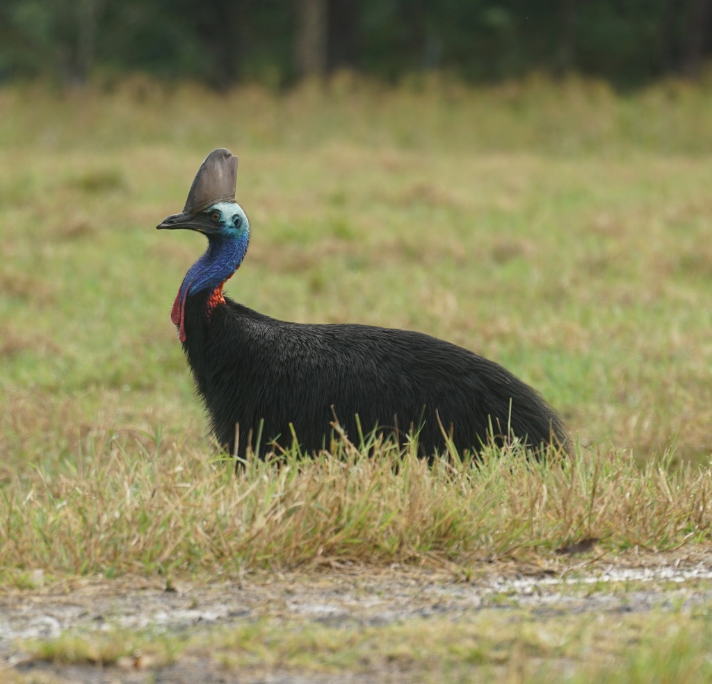 Southern Cassowary