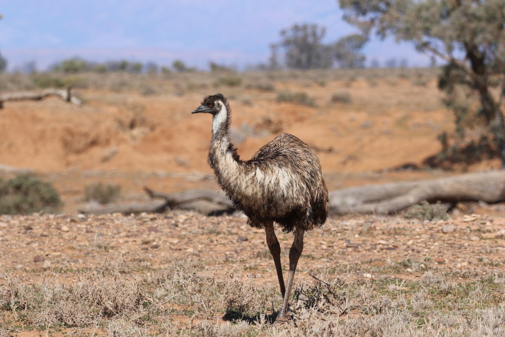 Emu