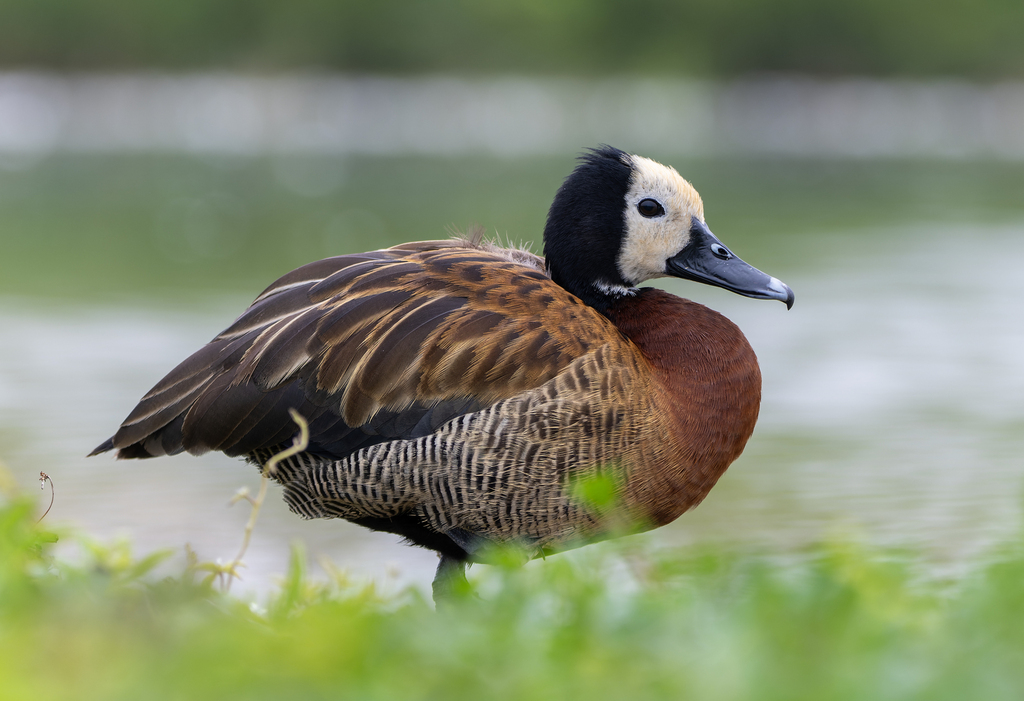 White-faced Whistling Duck