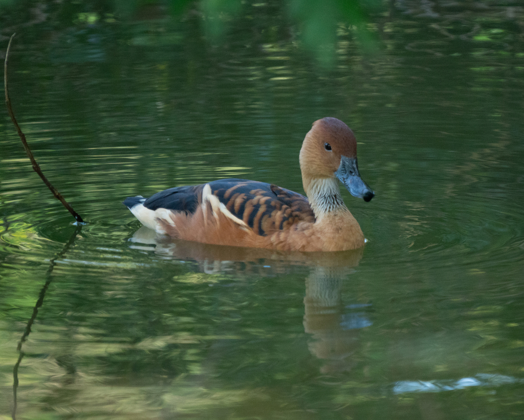 Fulvous Whistling Duck