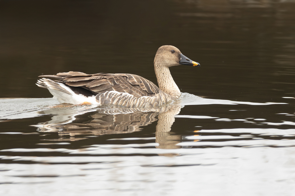 Taiga Bean Goose
