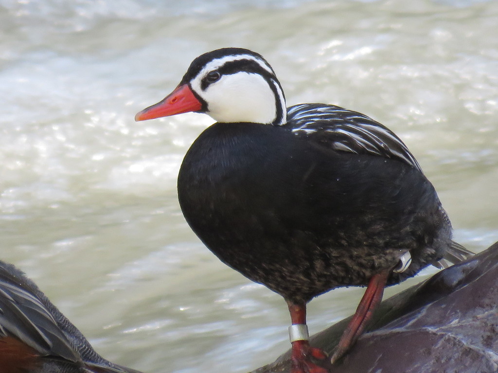 Torrent Duck