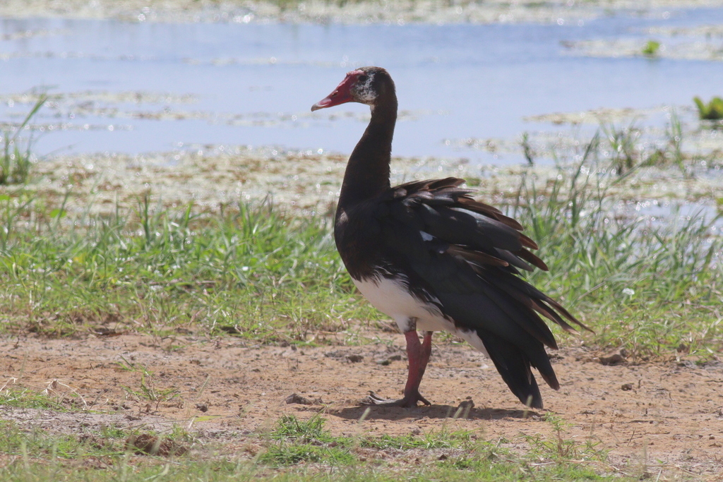 Spur-winged Goose