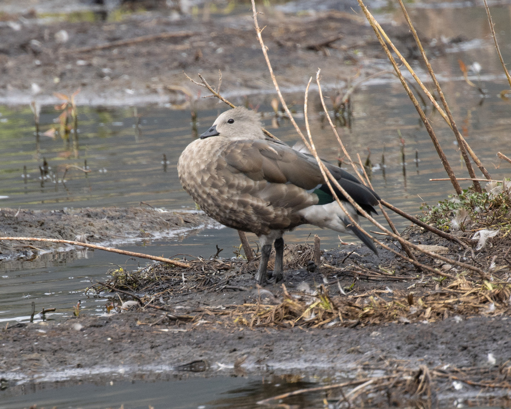 Blue-winged Goose