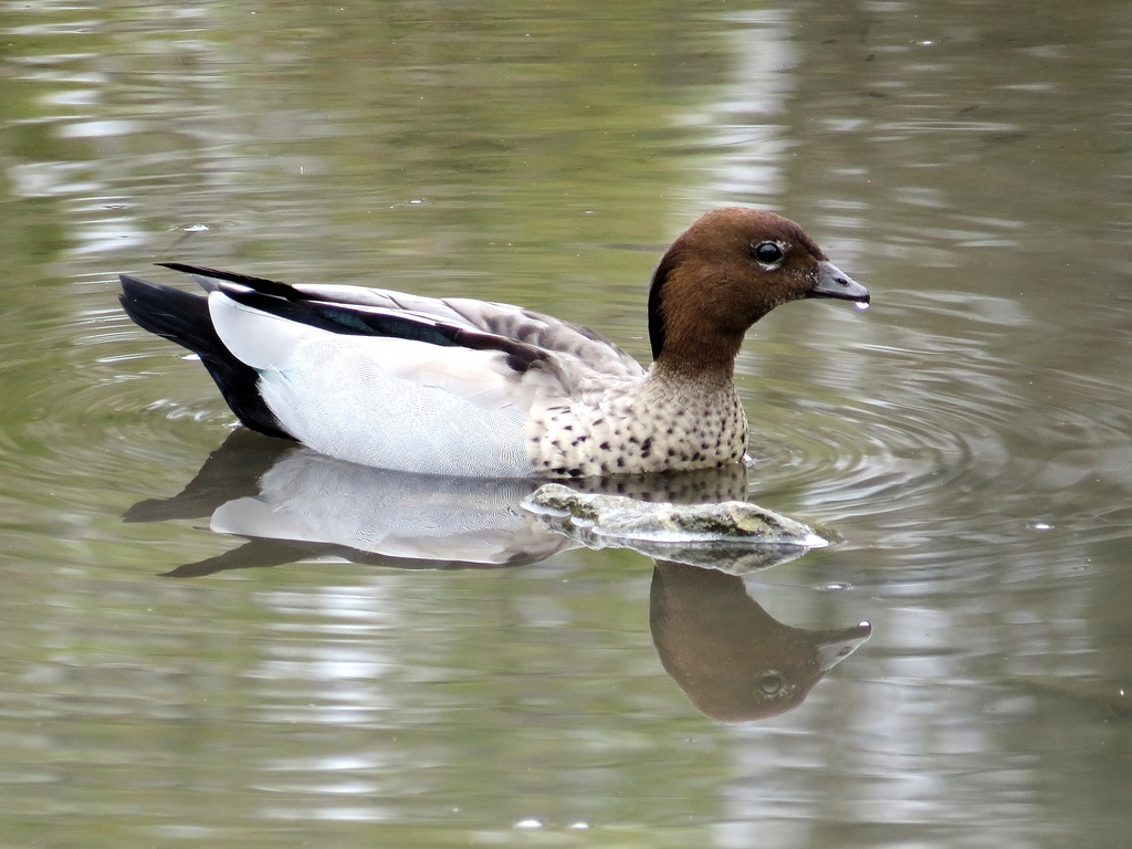 Maned Duck