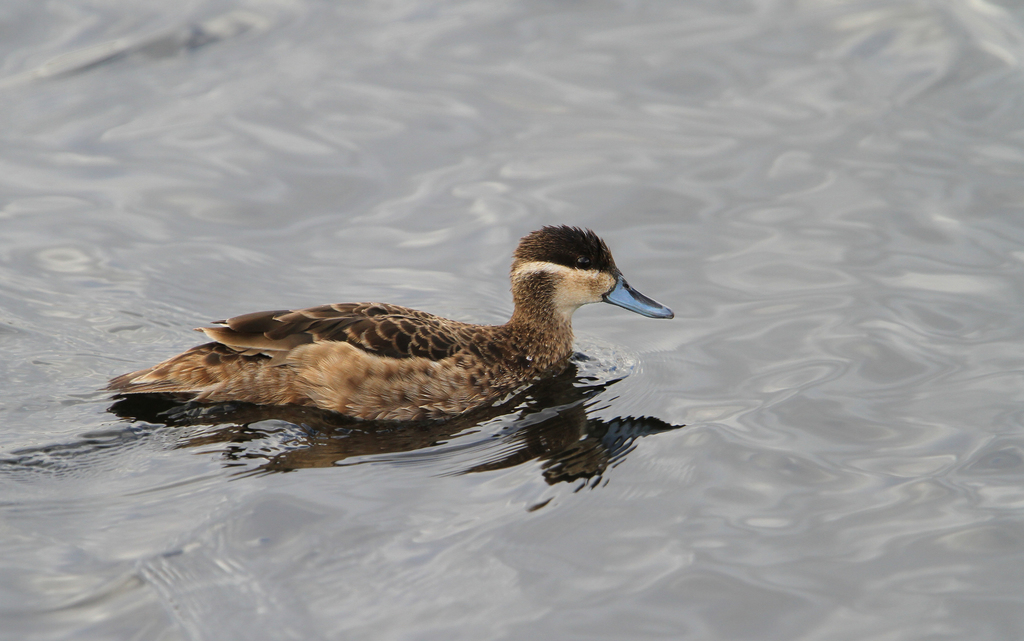 Blue-billed Teal