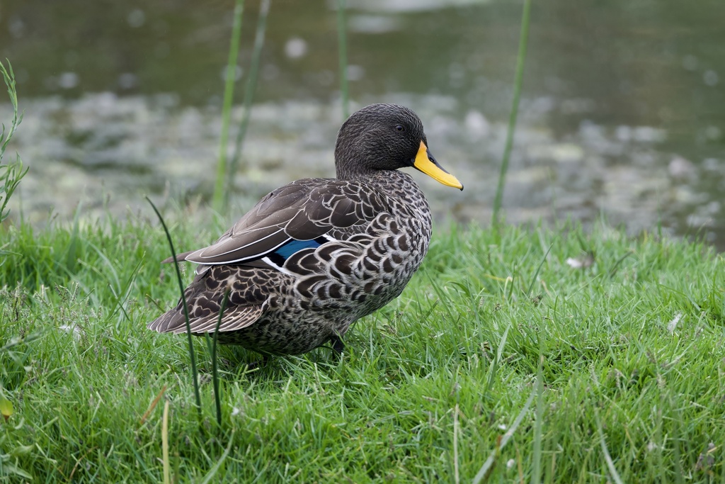 Yellow-billed Duck