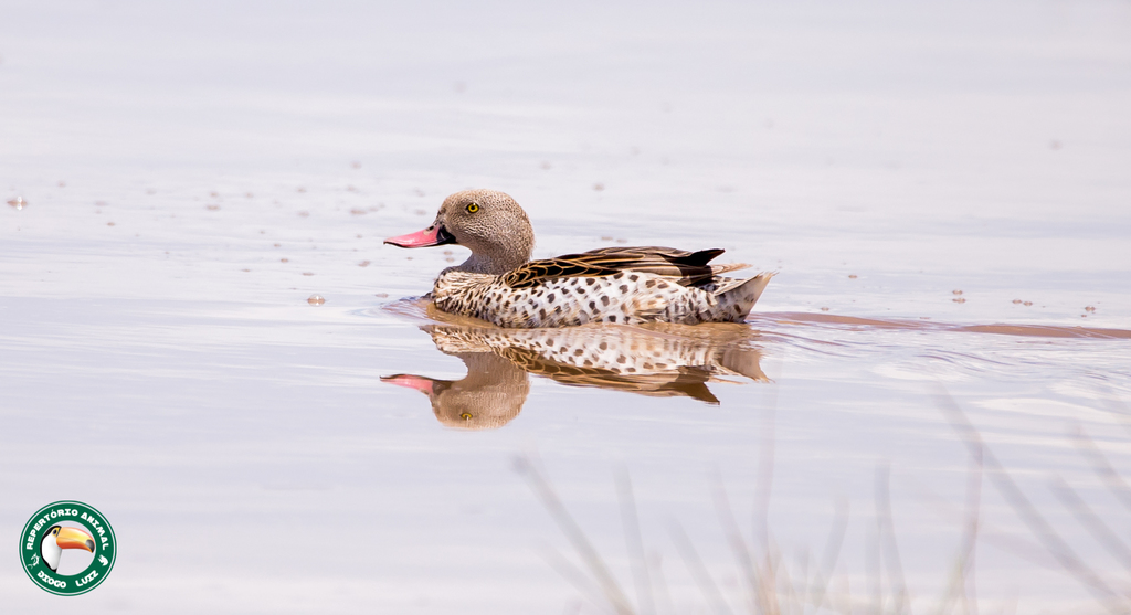 Cape Teal