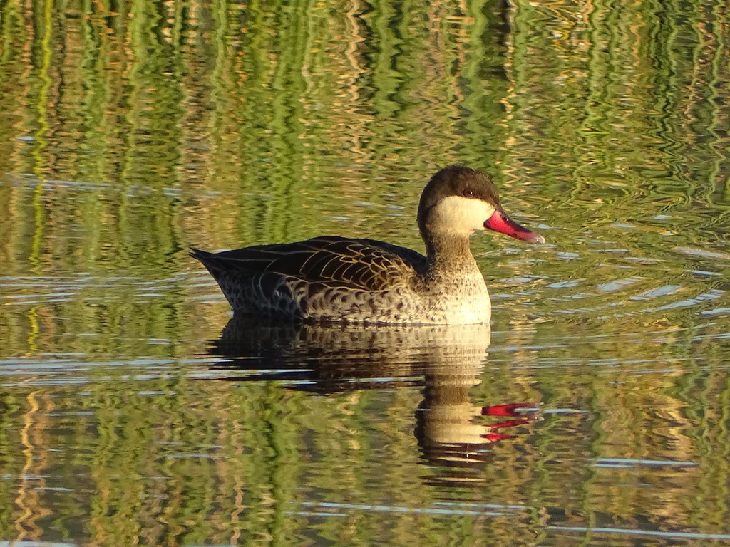 Red-billed Teal