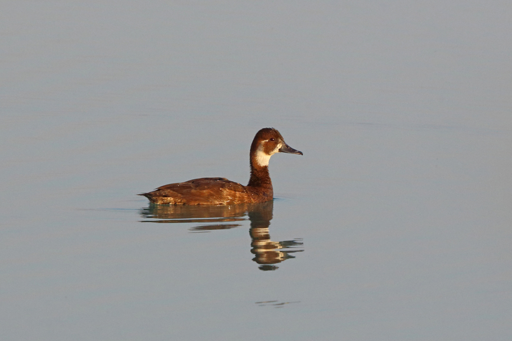 Southern Pochard