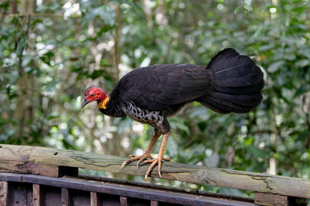 Australian Brushturkey