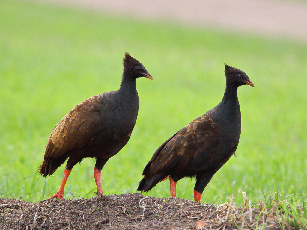Orange-footed Scrubfowl