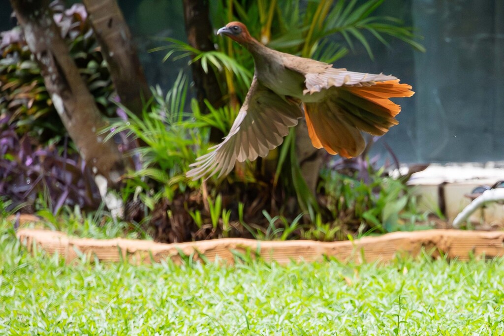 Little Chachalaca