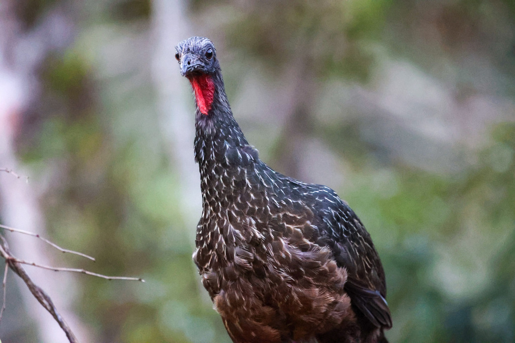 Dusky-legged Guan