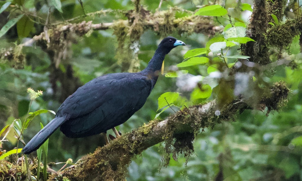 Wattled Guan