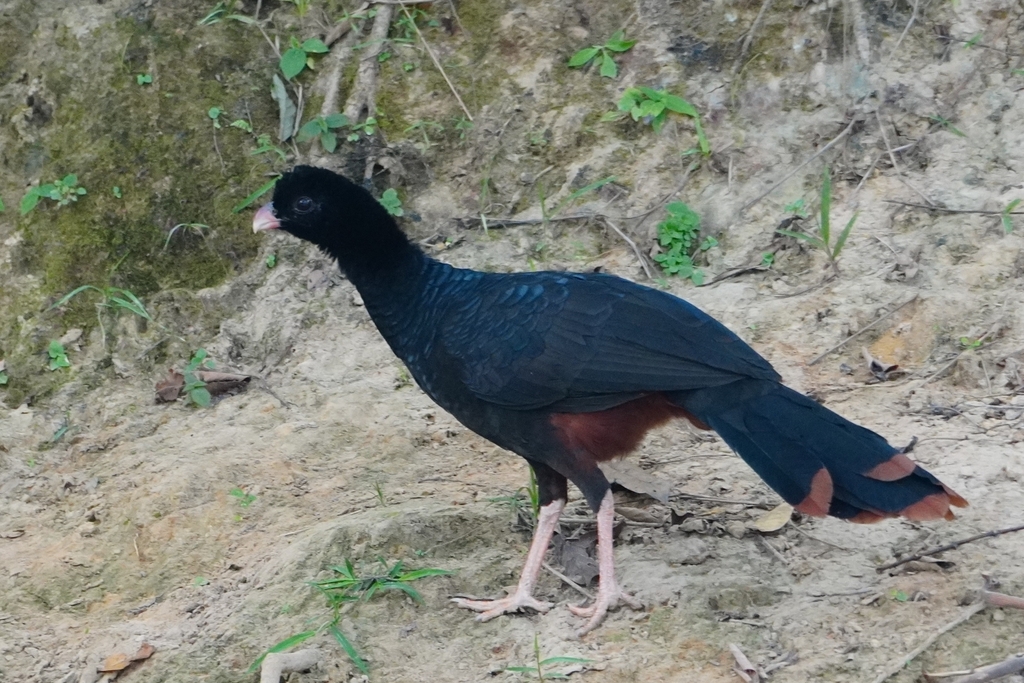 Crestless Curassow