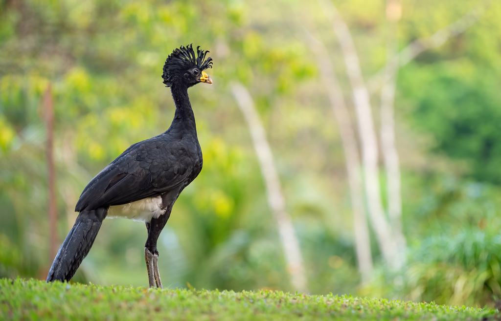 Great Curassow