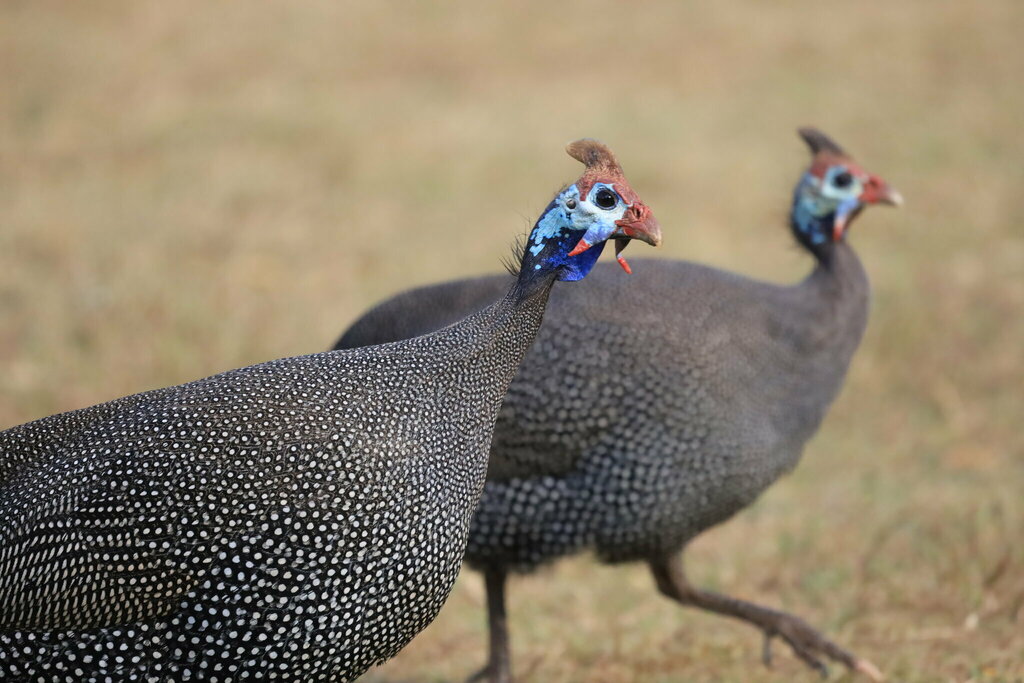 Helmeted Guineafowl