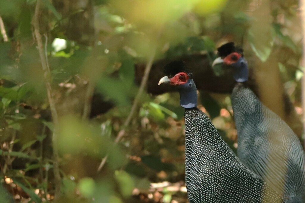Eastern Crested Guineafowl