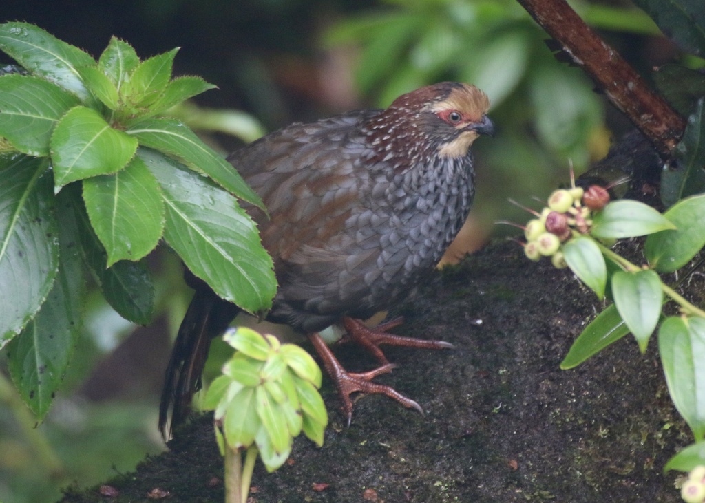 Buffy-crowned Wood Partridge