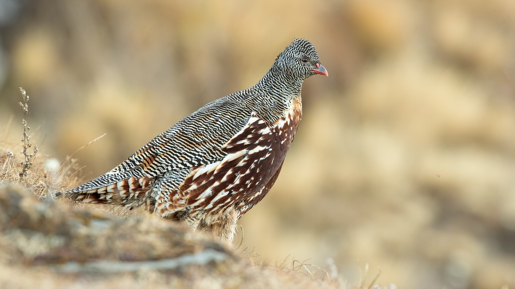 Snow Partridge