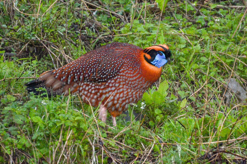 Temminck’s Tragopan