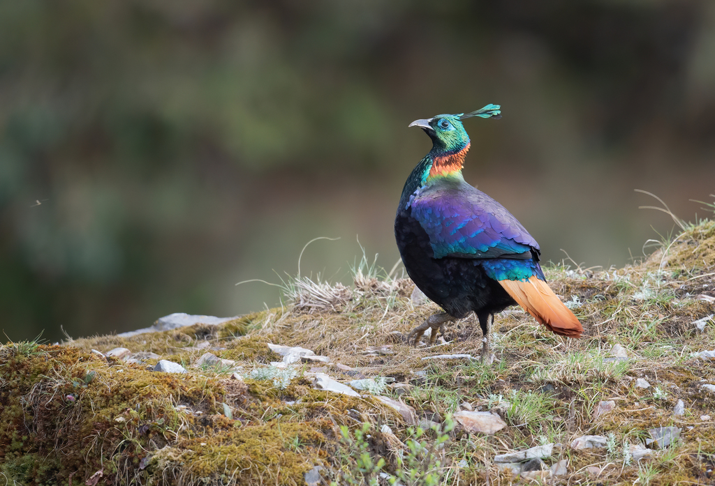 Himalayan Monal