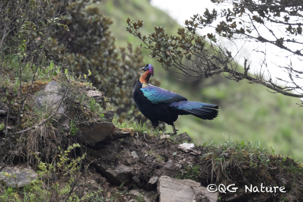 Chinese Monal