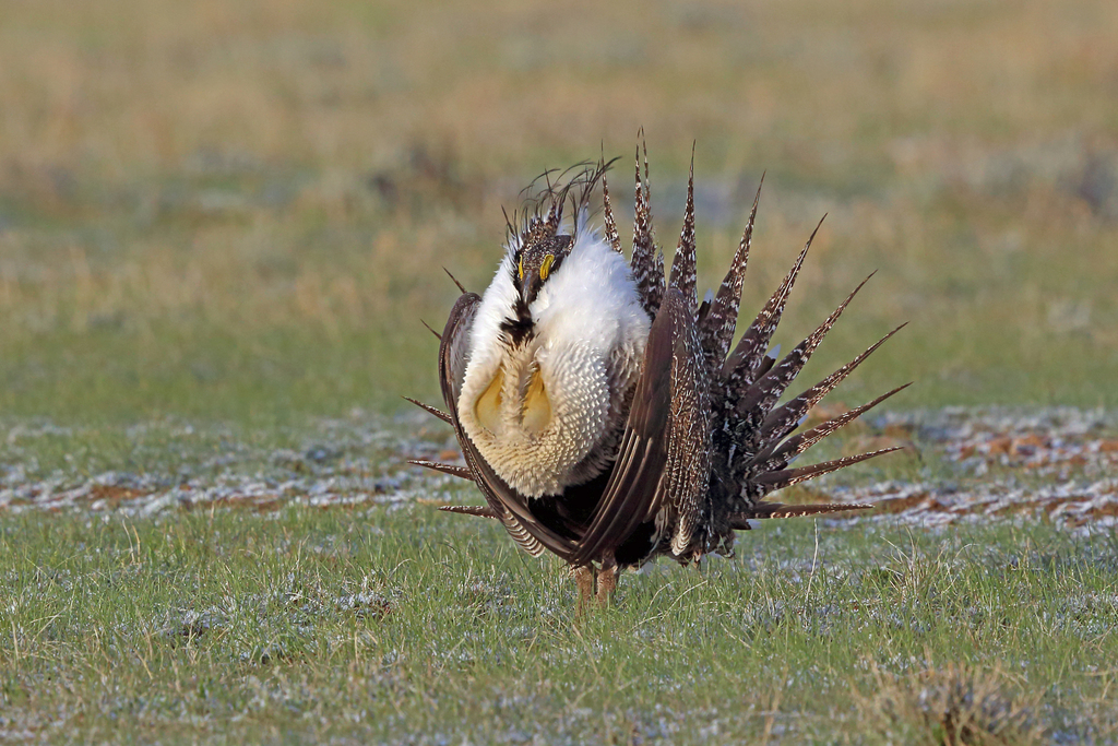 Sage Grouse
