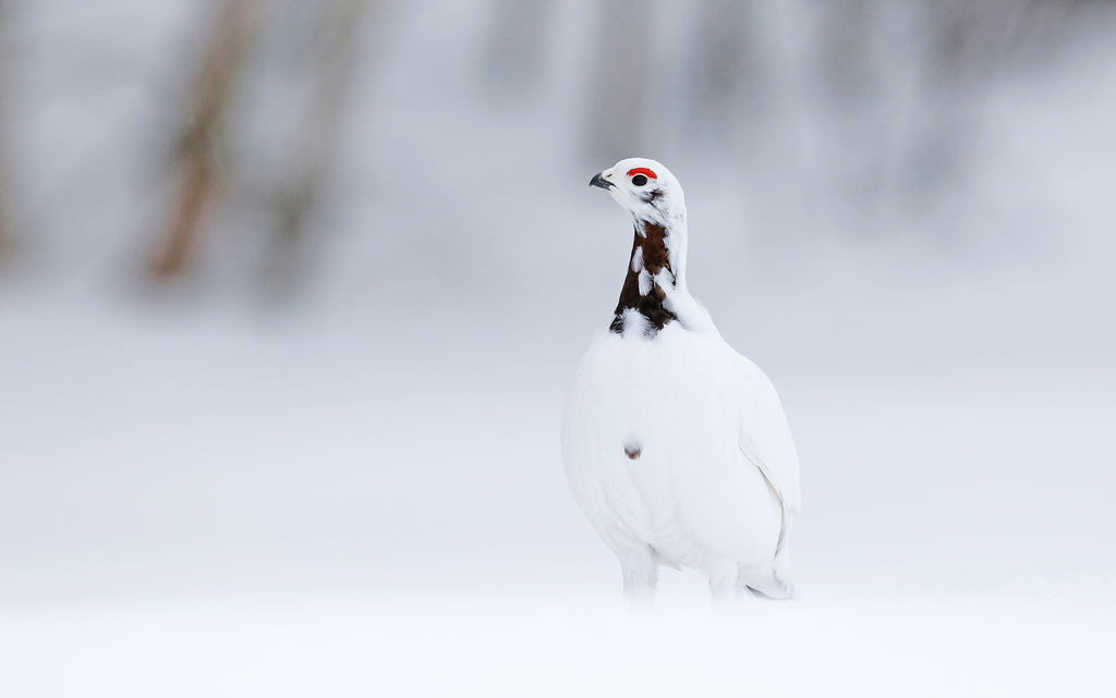Willow Ptarmigan