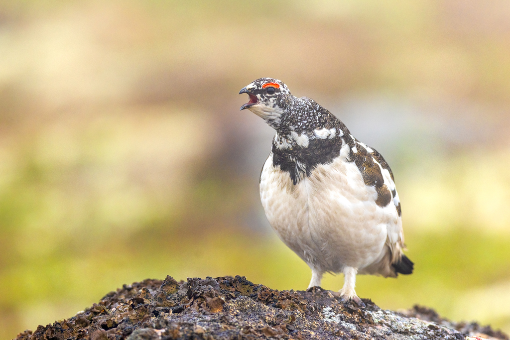 Rock Ptarmigan