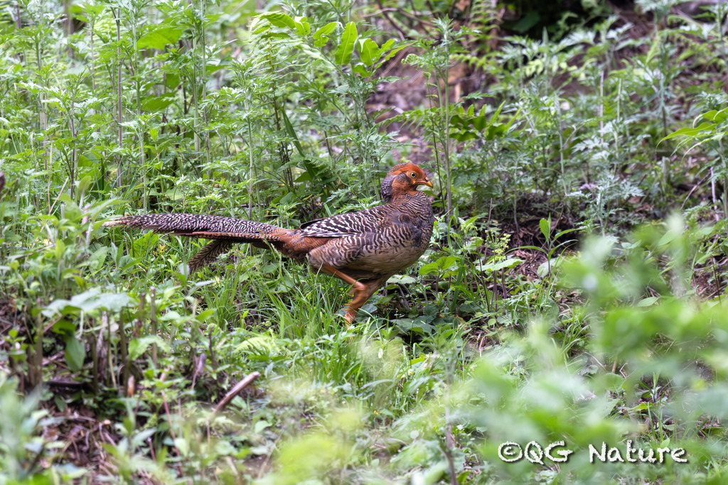 Golden Pheasant