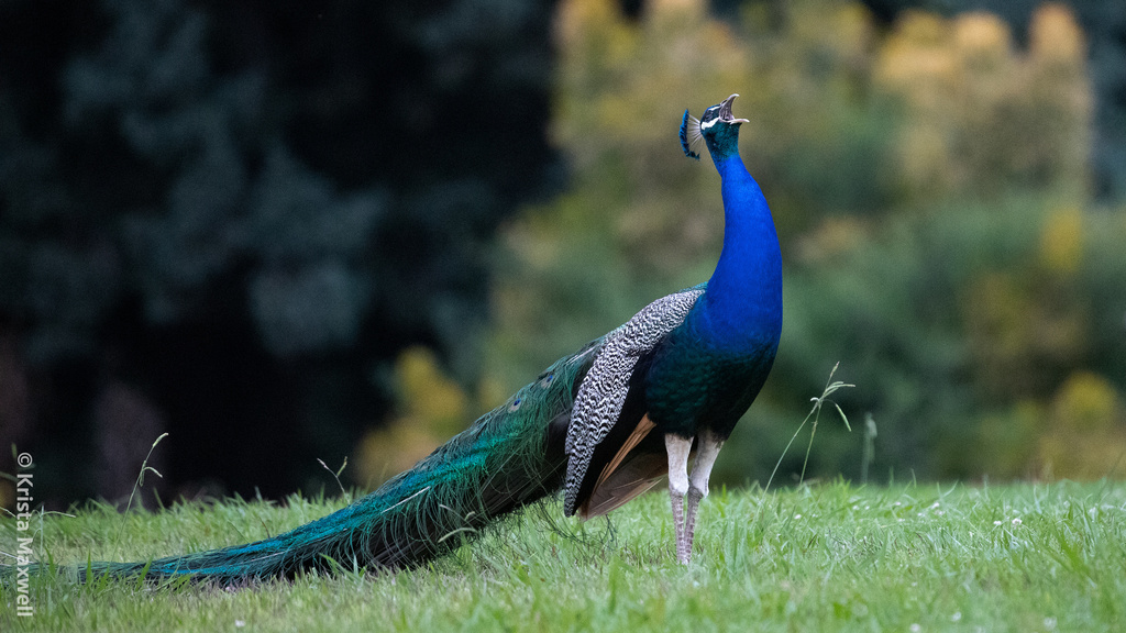 Indian Peafowl