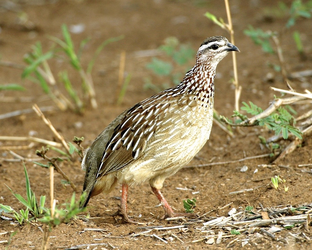 Crested Francolin