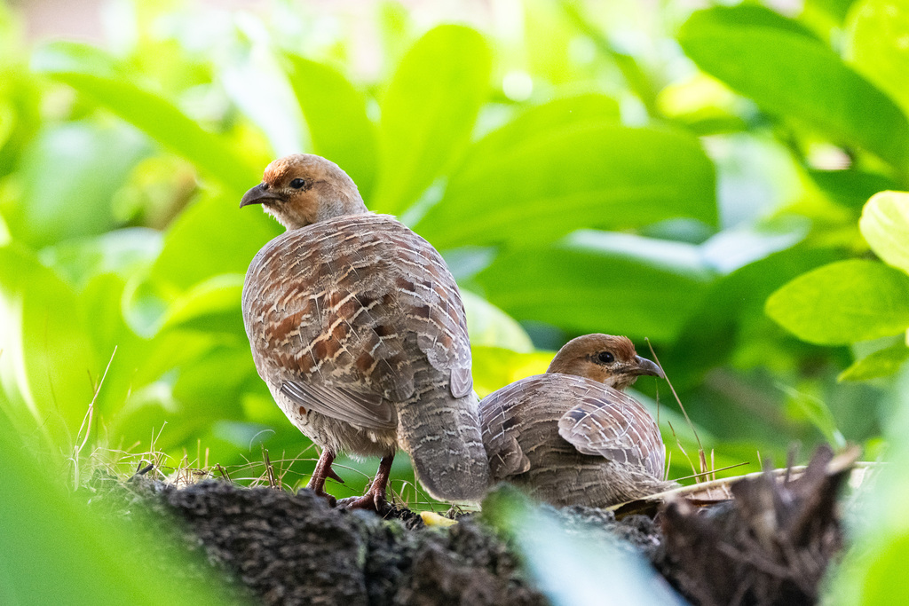 Grey Francolin