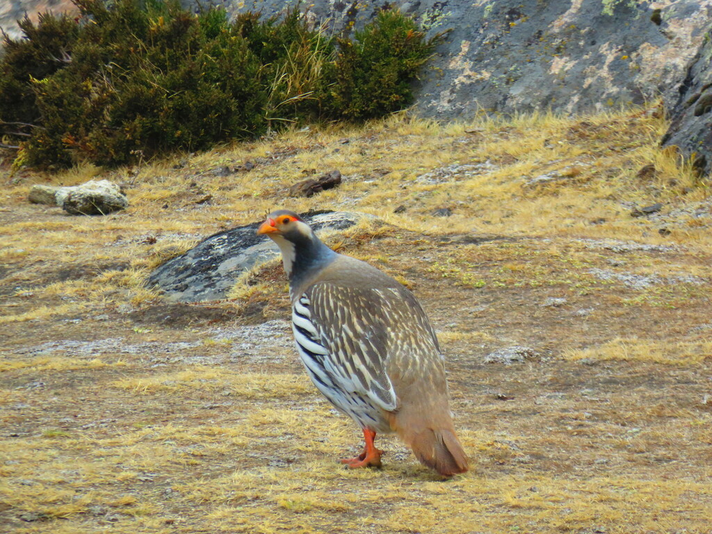 Tibetan Snowcock