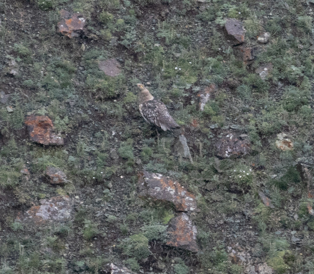Altai Snowcock