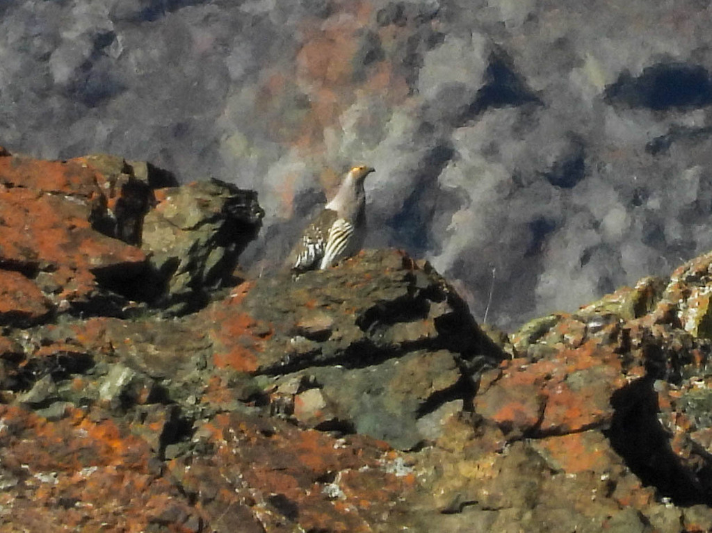 Perdigallo Altaico